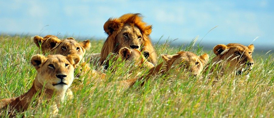 Cape Town malaria-free Wildlife encounter
